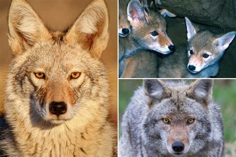 What Colors Are Coyotes Coyote Colors With Pictures