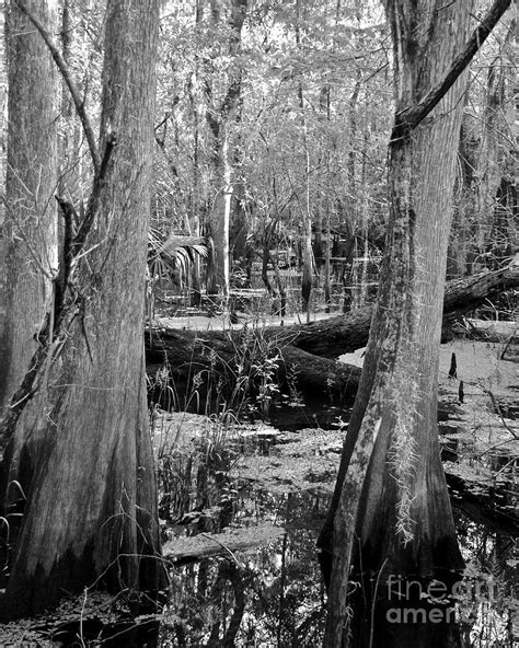 Cypress Swamp Photograph By Carol Bradley Fine Art America