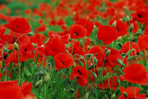 Walking in Fields of Red Poppies in Norfolk | HubPages