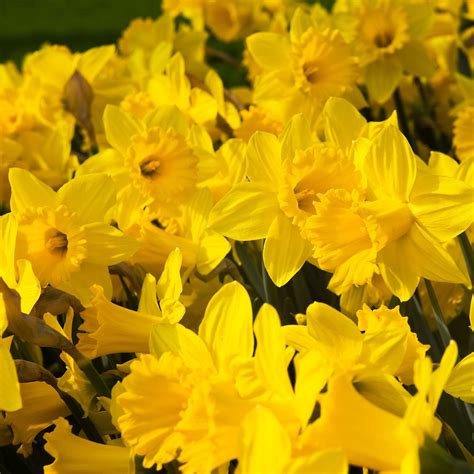 Jumbo Dutch Master Daffodil Bulbs Trumpet Flower Bulbs The