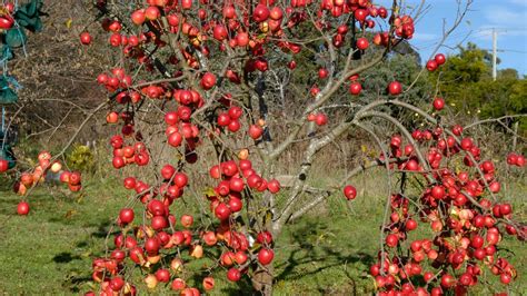 Fruit trees in the ecosystem. Peter Cundall: How to train your fruit trees | The Weekly ...