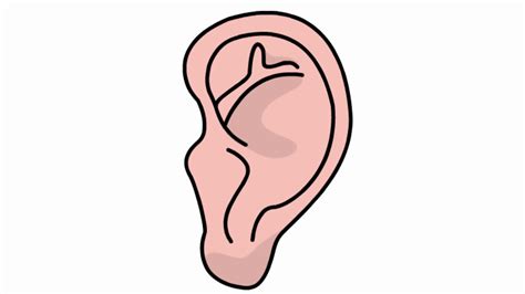 Cartoon Ear Drawing At Explore Collection Of