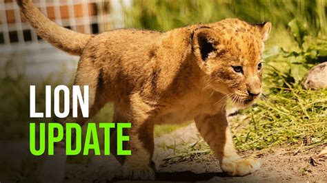 Week Old Lion Cubs Weigh In And Frolic Outdoors With Mom Youtube