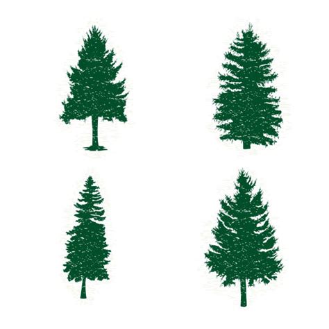 Best Cedar Tree Illustrations Royalty Free Vector Graphics And Clip Art