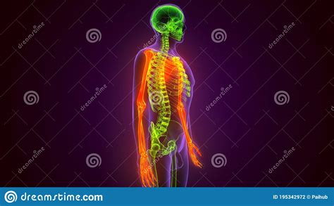 Human Skeleton System Upper Limbs Skeletal Anatomy 3d Illustration