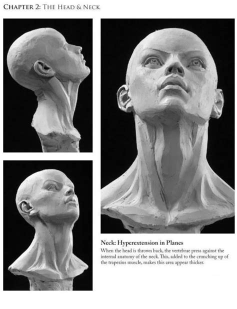 Pin By Crabby55 On Heads Art Anatomy Sculpture Anatomy Art