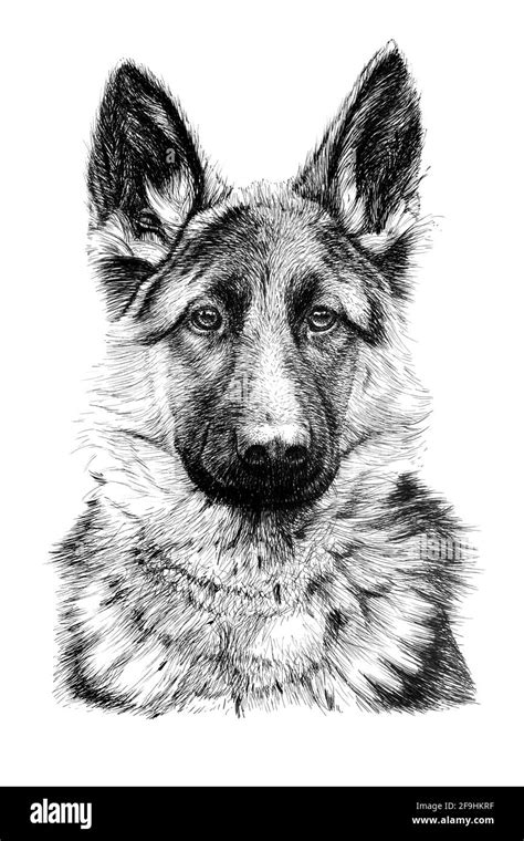 Hand Drawn German Shepherd Dog Sketch Graphics Monochrome Illustration