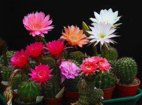 Desert Plants Bloom Flickr