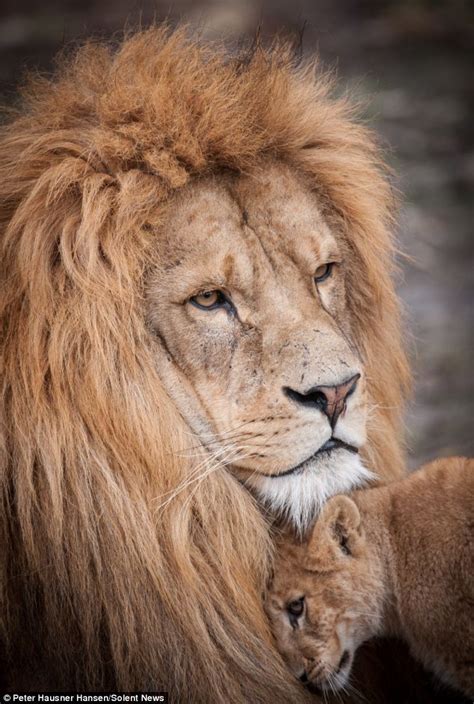 You Keep Lion Around Dad It Is Fathers Day Adorable Cub Snuggles Up