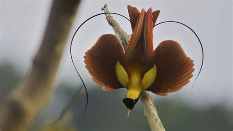 Tim Laman And Ed Scholes Birds Of Paradise National Geographic Society