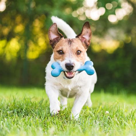 Happy And Cheerful Dog Playing Fetch With Toy Bone Royalty Free Image
