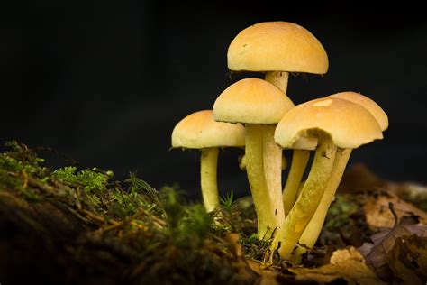 Mushrooms In Forest Free Photo Download Freeimages