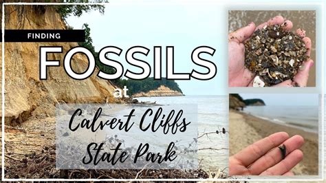 Finding Fossils At Calvert Cliffs State Park Youtube