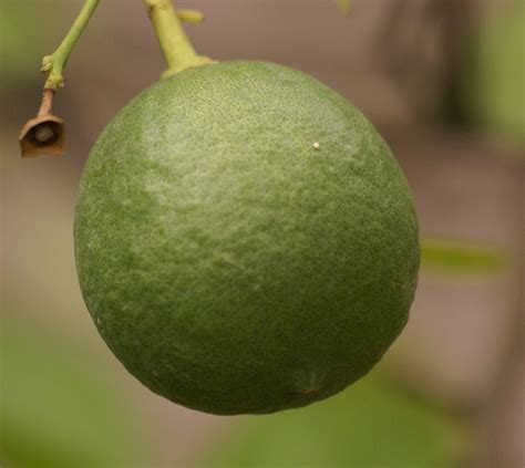 Citrus Medica Efloraofindia