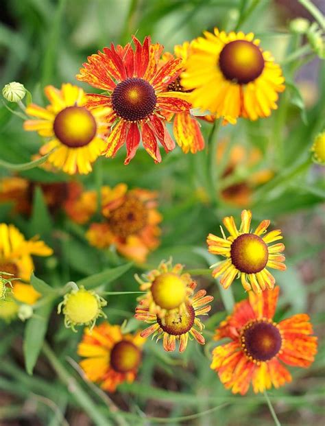 25 Top Easy Care Plants For Midwest Gardens In 2020 Flowers