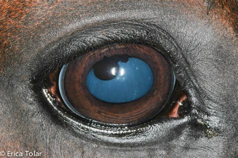 Common Equine Eye Diseases Bluegrass Veterinary Vision Louisville Ky