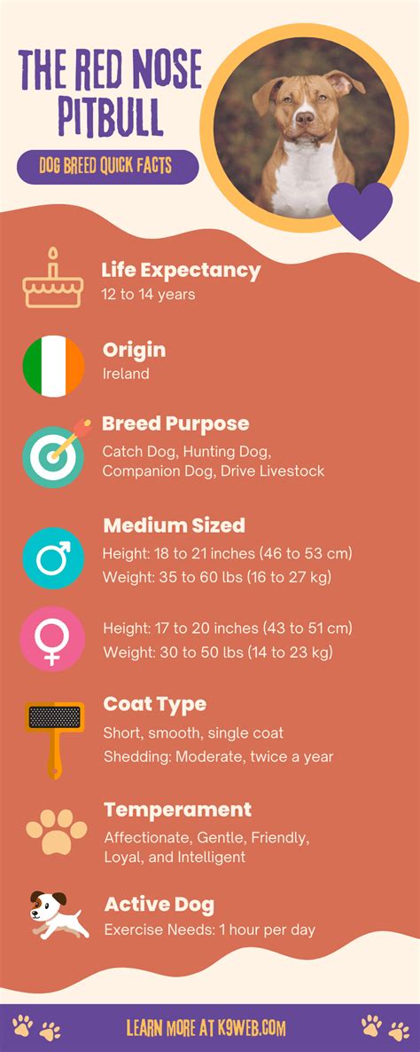 Red Nose Pitbull 101 What You Need To Know K9 Web