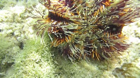 Interesting Purple Orange Sea Urchin With Tentacles Youtube