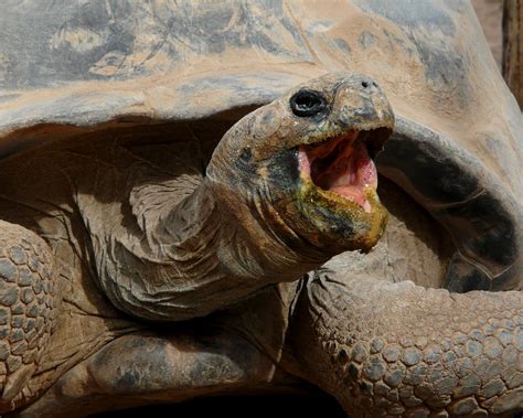 Laughing Tortoise Galapagos Tortoise At The Phoenix Zoo Sea