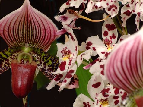 Orchids Smithsonian Photo Contest Smithsonian Magazine