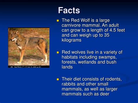Ppt Red Wolf Powerpoint Presentation Id5185275