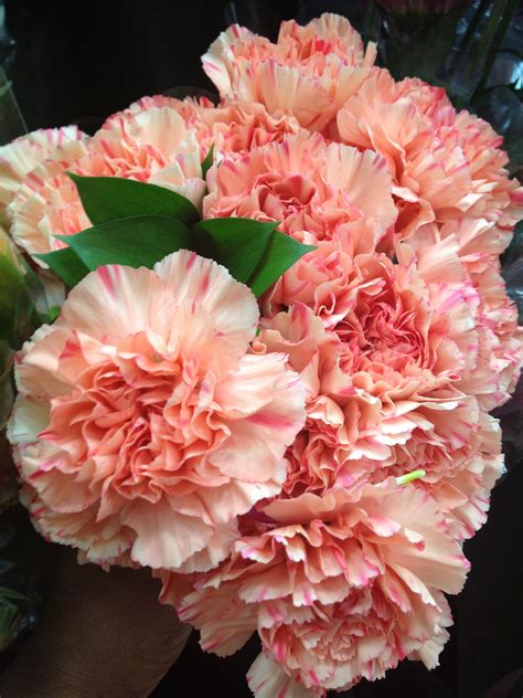 Coral Carnations From Costco Basteln