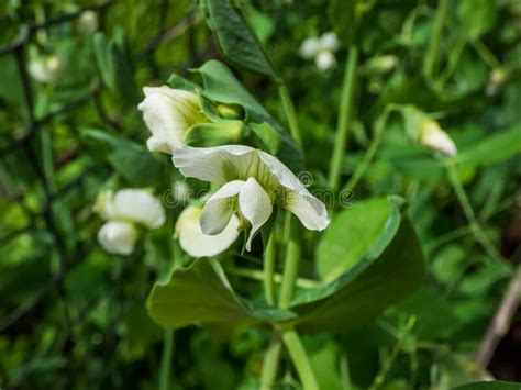 Macro Shot Of White Flower Of Green Garden Pea Plant Pisum Sativum