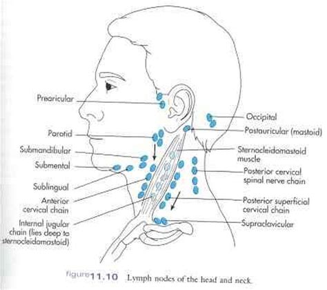 Back Of Neck Anatomy Lymph Is It Normal To Feel Lymph Nodes In The Neck Quora