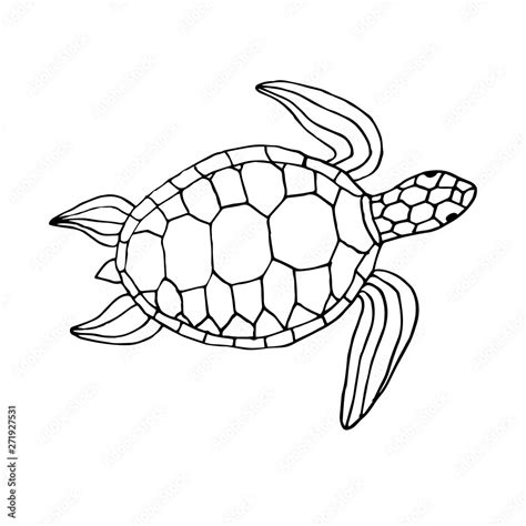 Vector Black Ink Hand Drawn Sketch Doodle Sea Turtle Isolated On White