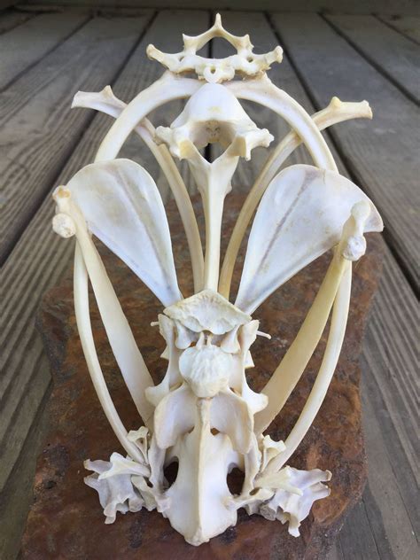 Small Animal Bone Sculpture In 2020 Animal Bones Sculpture Weird