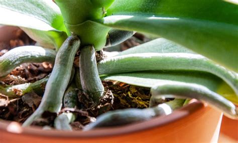 You can leave it alone, remove it all, or just cut it back to a. How to Prune an Orchid - Step by Step Guide | Brilliant ...
