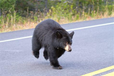 Black Bear Crossing Paved Road Bearwise