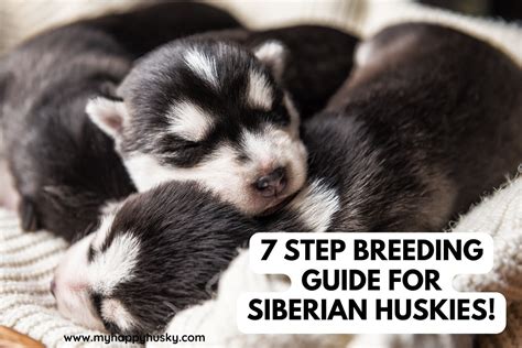 how to breed siberian huskies 7 step breeding guide my happy husky
