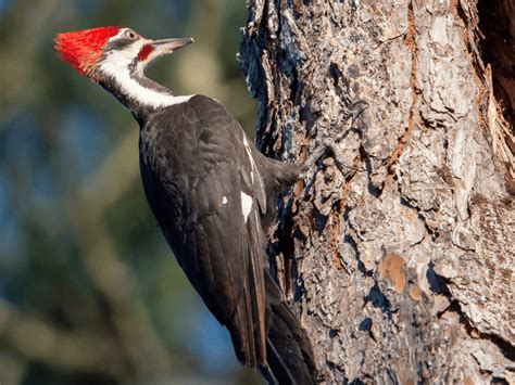 Top 5 Woodpeckers In Georgia Most Common Types To Spot 2022