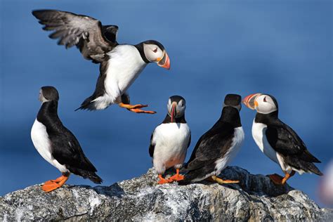 Project Puffin Among The Puffins Down East Magazine