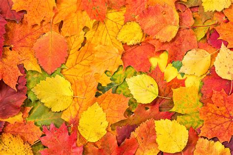 Download Colorful Fall Nature Leaf 4k Ultra Hd Wallpaper