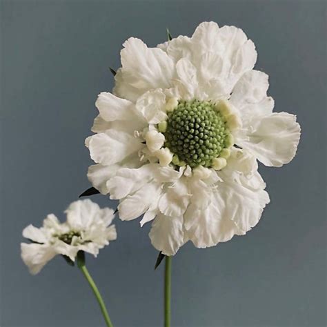 Scabiosa Fama White Susie Ripley Gardening