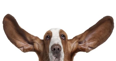 Guess The Dog Breed By The Ears Playbuzz