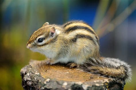 Siberian Chipmunk Habitat Behavior Diet Facts And Pictures