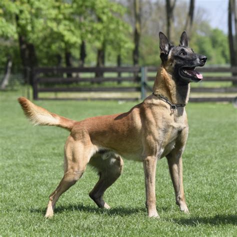 Belgischer schäferhund schwarz belgischer schäferhund welpen belgischer malinois malinois hund diensthunde falbe deutsch schäferhunde schöne hunde rassen. Malinois vom schwarzen Phönix - Wito vom Heustadlwasser