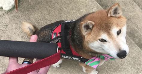 Rescue Owner Learns A Lot From Her New Shiba Inu Dog Any Dog Needs