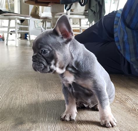 They are loved from birth and are socialized and happy ba. French Bulldog Puppies For Sale | Township of Greenwood ...