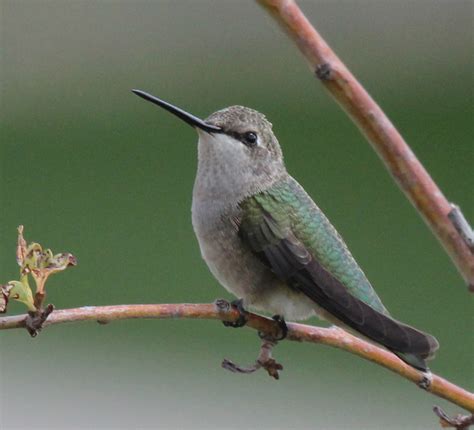 Black Chinned Hummingbird Facts Habitat Life Cycle Baby Pictures