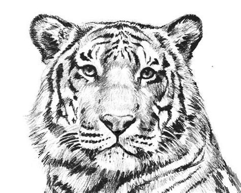 Tiger the menagerie animal portraits to color in 2019 from tiger face coloring pages. Coloring Pages Tiger Coloring Pages Coloring Pages ...