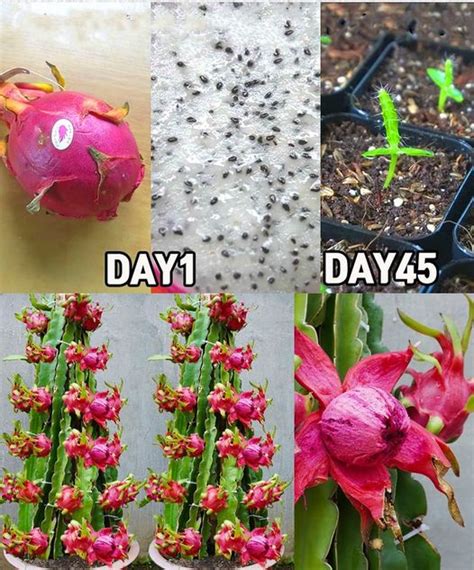 How To Grow Dragon Fruit In Pots From Seeds A Detailed Guide Todaysinfo