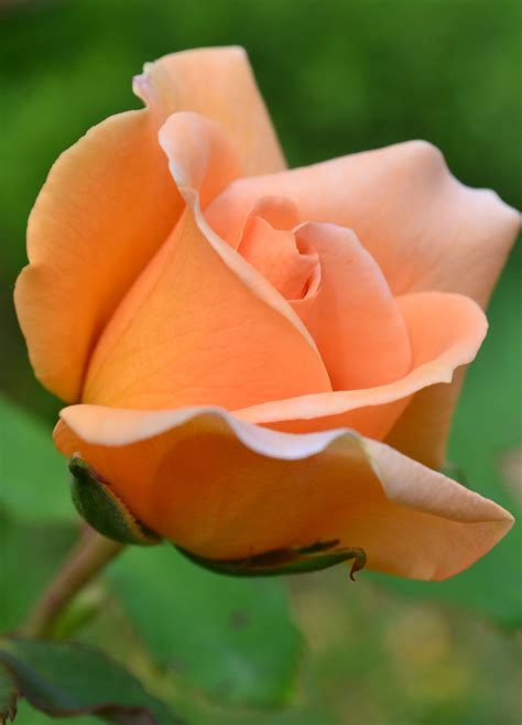Pin By Leide Jane Vasconcelos On Rosas E Tulipas Beautiful Rose