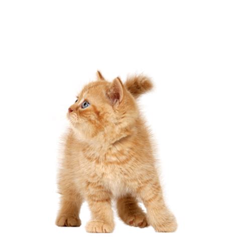 Cats Png Photo Png Mart