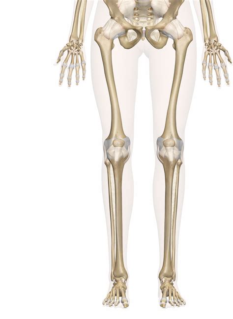 Bones Of The Leg And Foot Interactive Anatomy Guide