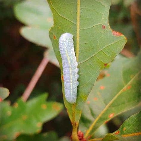 How do you identify a caterpillar? 20 Types of Green Caterpillars | Balcony Garden Web