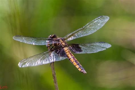 Img9431 27 Dragonfly Len Dap Flickr